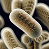 bacillus-coagulans.jpg