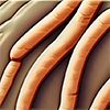 bacillus-subtilis.jpg