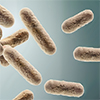 bifidobacterium-lactis.jpg
